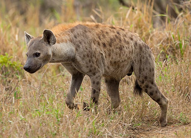 Spotted Hyena